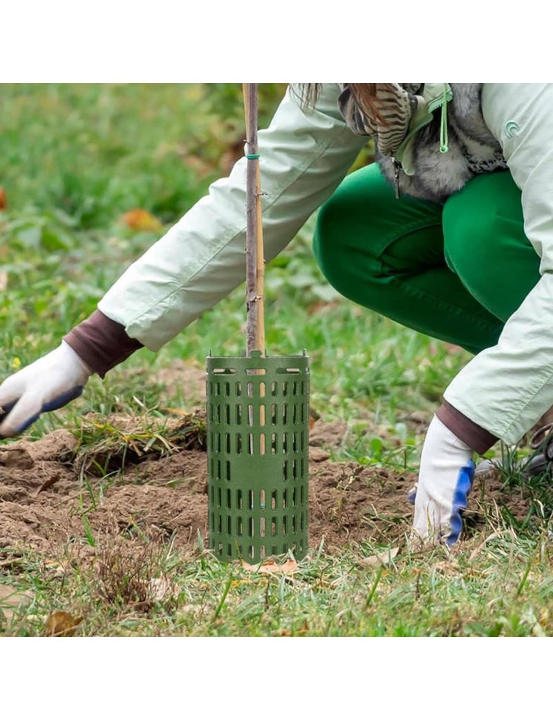 Medžių kelmų apsauga John Green, 6vnt.