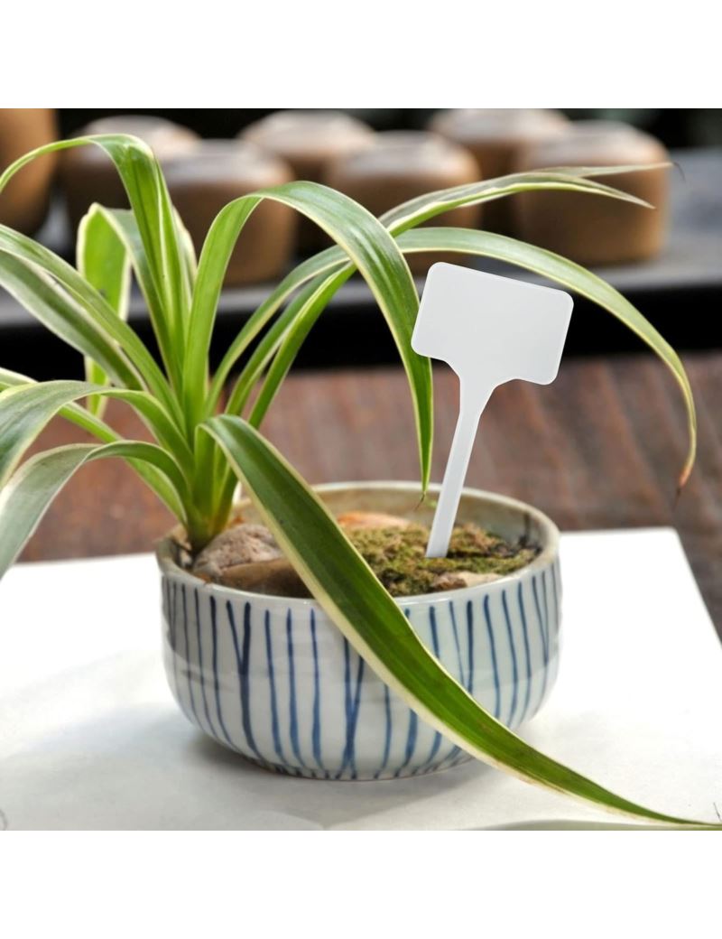 Baltos augalų etiketės John Green, 50vnt.