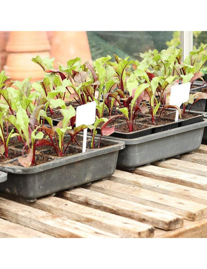 Baltos augalų etiketės John Green, 50vnt.